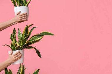 Pembe arka planda Sansevieria bitkileri olan kadın elleri