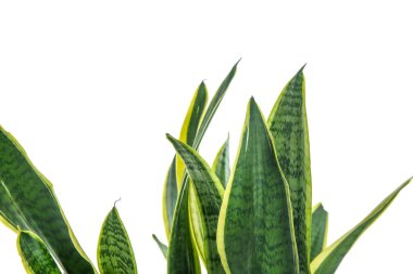 Beyaz arkaplanda güzel sansevieria yaprakları