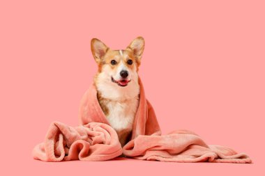 Pembe arka planda ekoseli şirin Corgi köpeği.