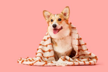 Pembe arka planda çizgili ekoseli şirin Corgi köpeği