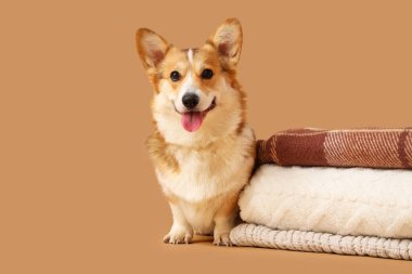 Bej arka planda katlanmış ekoseli şirin Corgi köpeği.