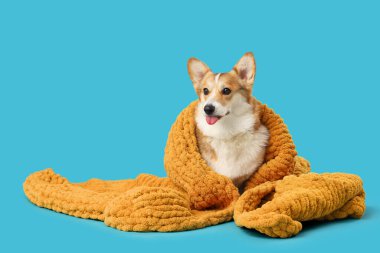 Mavi arka planda turuncu ekoseli şirin Corgi köpeği.