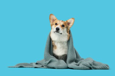 Mavi arka planda ekose örülmüş şirin Corgi köpeği.