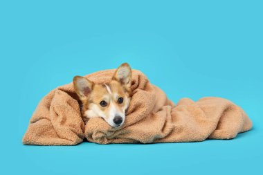 Mavi arka planda kahverengi ekoseli şirin Corgi köpeği.