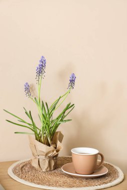Güzel Muscari çiçekleri bej duvarın yanındaki masada.