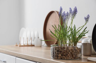 Mutfaktaki tezgahta güzel Muscari çiçekleri, yakın plan.