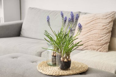Muscari çiçekli vazolar oturma odasında, yakın plan.