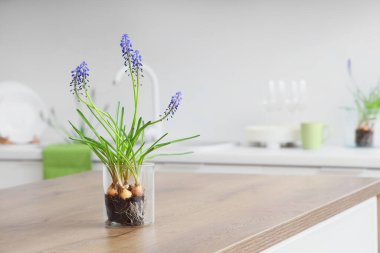 Mutfaktaki masada güzel Muscari çiçekleri, yakın plan.