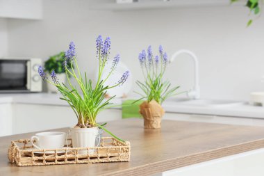 Muscari çiçekli tepsi ve mutfaktaki masada bir fincan kahve.