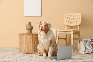 Oturma odasında dizüstü bilgisayarı olan şirin Avustralya çoban köpeği.