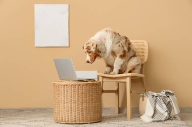 Oturma odasında dizüstü bilgisayarı olan sevimli Avustralya çoban köpeği.