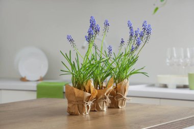 Mutfaktaki masada güzel Muscari çiçekleri, yakın plan.