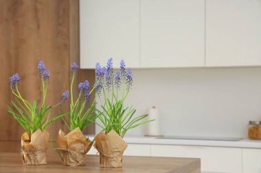 Mutfaktaki masada güzel Muscari çiçekleri