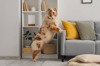 Oturma odasındaki kanepenin yanındaki şirin Avustralya çoban köpeği.