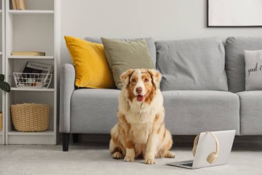 Şirin Avustralya çoban köpeği ve dizüstü bilgisayarı, oturma odasında kulaklık takmış.