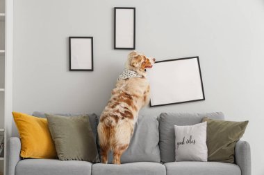 Tatlı Avustralyalı çoban köpeği oturma odasındaki boş çerçevelerin yanında kanepede.