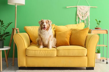 Tatlı Avustralyalı çoban köpeği oturma odasındaki sarı koltukta.