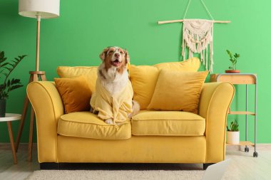 Oturma odasındaki sarı kanepede hırkalı şirin Avustralya çoban köpeği.