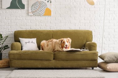 Elinde dergi olan şirin Avustralya çoban köpeği oturma odasında yeşil kanepede yatıyor.