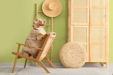 Tatlı Avustralyalı çoban köpeği oturma odasında tahta koltukta