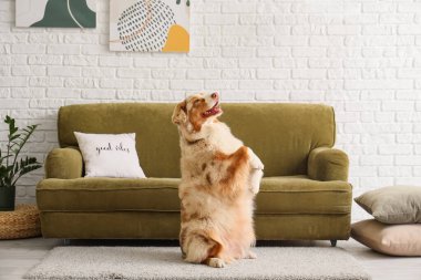 Oturma odasındaki kanepenin yanındaki halıda şirin bir çoban köpeği var.