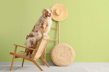 Tatlı Avustralyalı çoban köpeği oturma odasında tahta koltukta