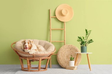 Tatlı Avustralyalı çoban köpeği oturma odasında koltukta yatıyor.