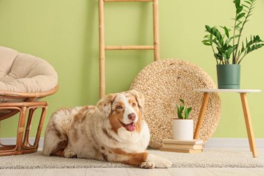 Tatlı Avustralyalı çoban köpeği oturma odasında halının üzerinde yatıyor.