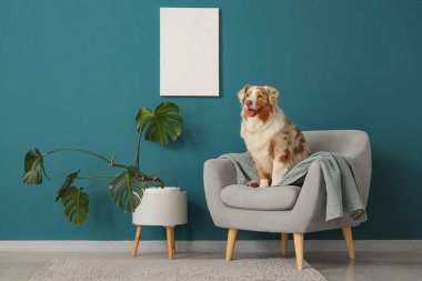 Tatlı Avustralyalı çoban köpeği oturma odasında gri koltukta.