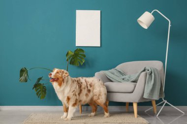 Tatlı Avustralyalı çoban köpeği oturma odasındaki koltuğun yanında.