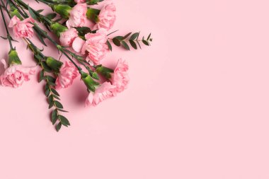 Pembe arka planda okaliptüs dalları olan güzel karanfil çiçekleri. Anneler Günü kutlaması