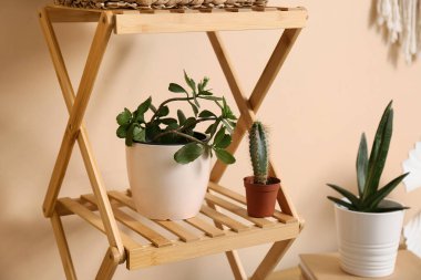 Bej duvarın yakınındaki rafta bulunan sulular, yakın plan.