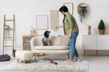 Bayan köpek bakıcısı evcil hayvanı eğitiyor.