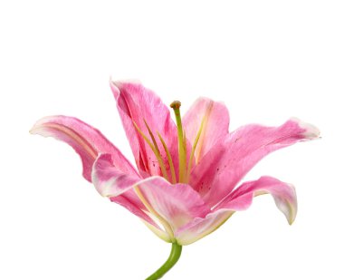 Beyaz arka planda güzel zambak çiçeği