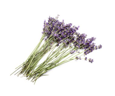 Beyaz arka planda güzel lavanta çiçekleri dalları