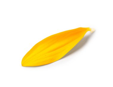 Beyaz arka planda güzel bir ayçiçeği yaprağı