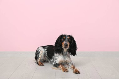 Şirin cocker spaniel pembe duvarın yanında yatıyor
