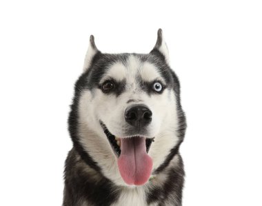 Beyaz arka plan üzerinde çok güzel husky köpek