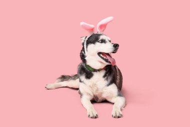Pembe arka planda tavşan kulaklı şirin Husky köpeği. Paskalya kutlaması