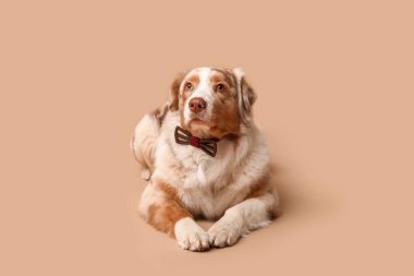 Bej arka planda papyonlu şirin Avustralyalı çoban köpeği