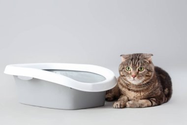 Gri arka planda çöp kutusu olan sevimli bir kedi.