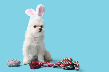 Mavi arka planda oyuncakları olan tavşan kulaklı şirin Bolonez köpeği.