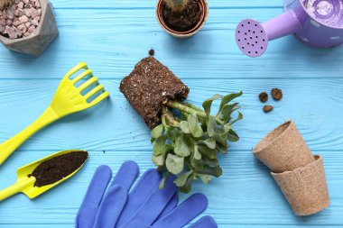Mavi ahşap arka planda nakil için bitki ve araç gereç bileşimi. Üst görünüm