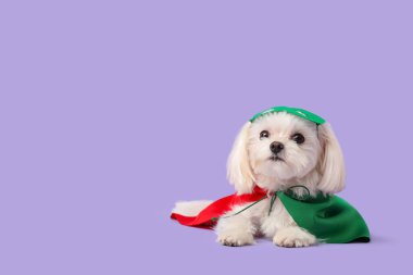 Eflatun arka planda yatan süper kahraman kostümlü şirin küçük köpek.