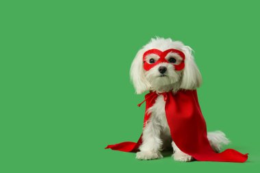 Yeşil arka planda süper kahraman kostümlü şirin bir köpek.
