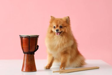 Pembe arka planda davul ve sopalarla sevimli Pomeranya köpeği.