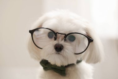 Papyonlu şirin beyaz Bolonez köpek ve ofiste gözlük, yakın plan.