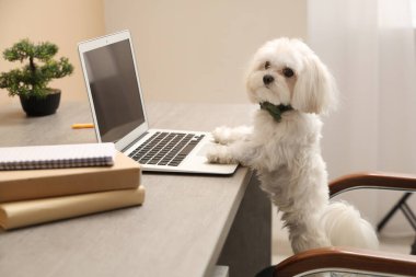 Papyonlu şirin beyaz Bolonez köpek iş yerinde dizüstü bilgisayarla şık bir ofiste oturuyor.