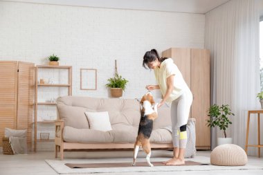 Genç sporcu kadın oturma odasında yoga minderinde sevimli bir Beagle köpeği eğitiyor.