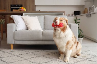 Evcil oyuncağıyla evde oturan sevimli Avustralya çoban köpeği.